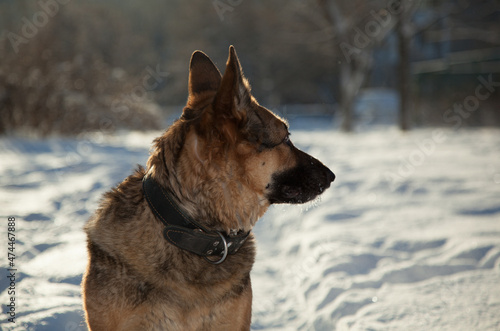 Dog and snow, Dog walk on a frosty winter morning. The German Shepherd loves to play in the fluffy snow. © poto8313