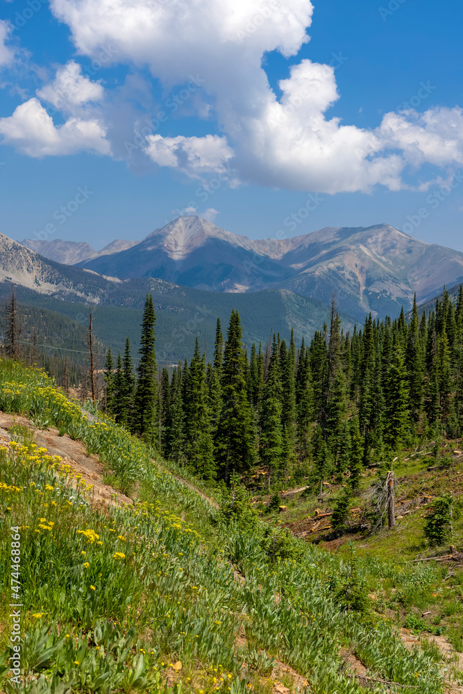 Scenic rocky mountain landscape in Colorado with mountain peaks, conifer trees and wild flowers.