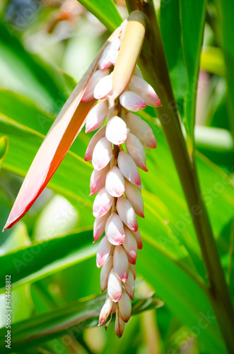 Beautiful Pink shell ginger (Alpinia zerumbet) flower in a botanical garden.