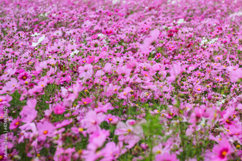 blurred background, cosmos flowers in the garden