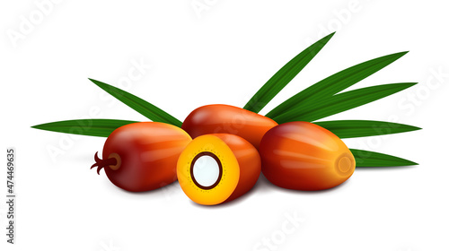 A group of four oil palm fruits (whole and cut in half) with leaves isolated on white background. Realistic vector illustration. Side view. photo