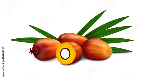 A group of four oil palm fruits (whole and cut in half) with leaves isolated on white background. Realistic vector illustration. Side view.
