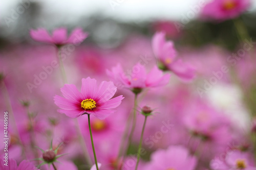 nature photos of cosmos flowers in the garden