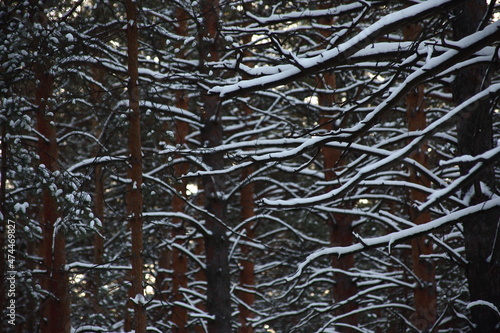 abstract narural background - tree branches covered with snow photo