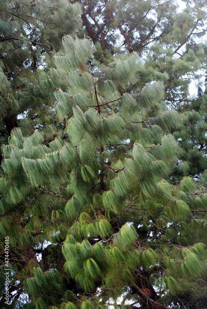 Foto de Himalayan Pine, Bhutan Pine botanical name Pinus Wallichiana