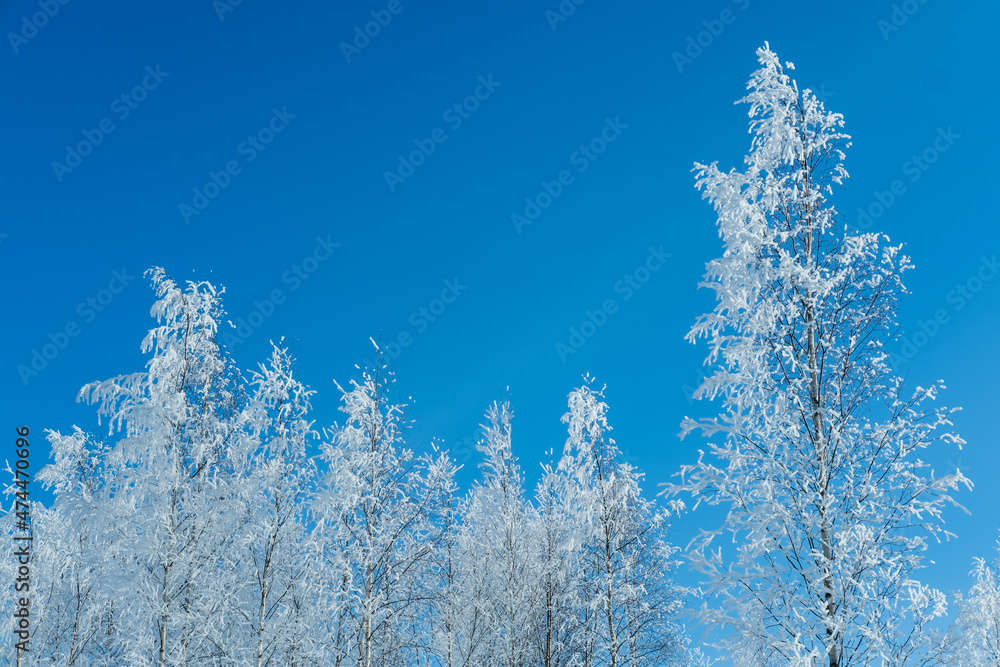 Snow covered trees and clear blue sky. Winter cold snowy season. Snow covered trees and clear blue sky. Winter cold snowy season.