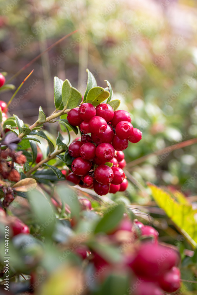 Close-up to ripe lingonberries in forest