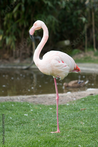 Flamingo