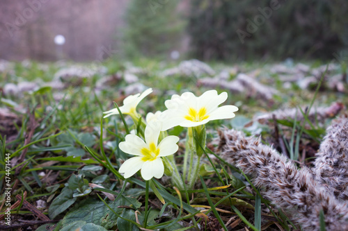 Sarajevo - Vrelo Bosne photo