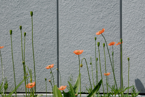 陽だまりに咲くポピーの花