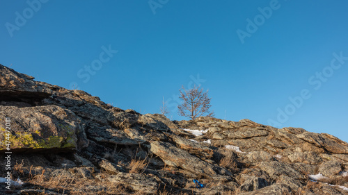 Cracks, yellow lichens, and patches of snow are visible on the rocky hillside. A lonely bare tree against a clear blue sky. Siberia.