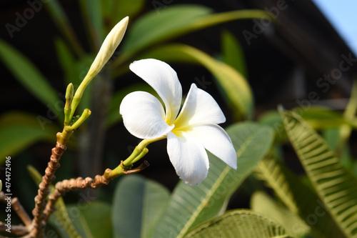 frangipani flowers in the garden.