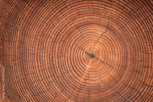 wood texture with annual rings, cracked surface of a felled stump background