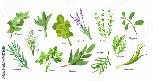 Herb condiment. Culinary seasoning herbal collection. Green dill and basil. Organic bay leaf and parsley. Oregano sage or savory. Vector cartoon spicy botanical cooking ingredients set