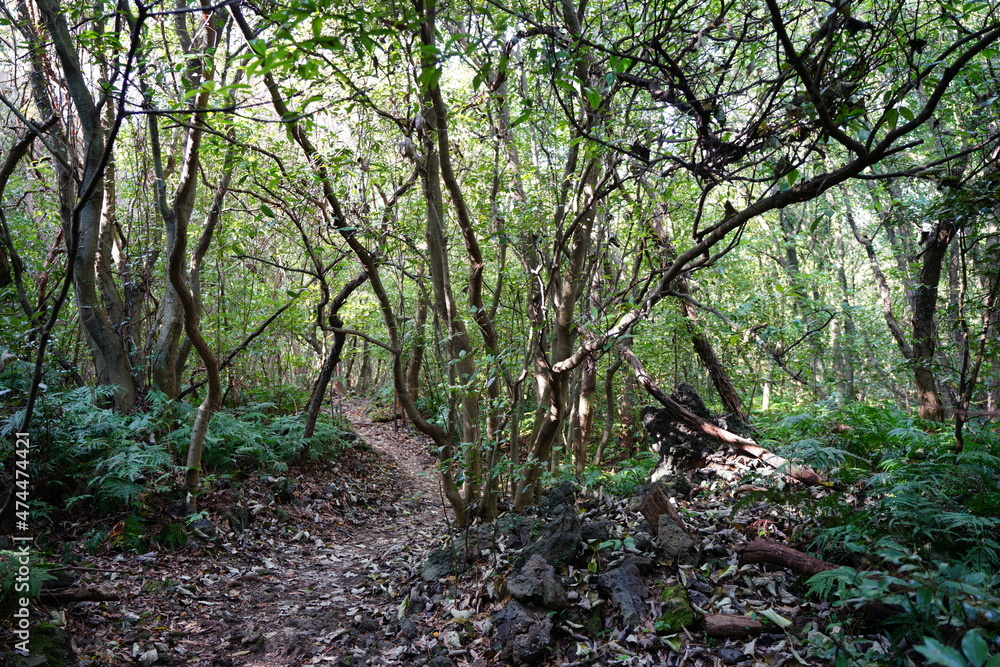 a dense forest with old trees and vines
