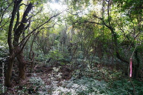 a dense forest with old trees and vines