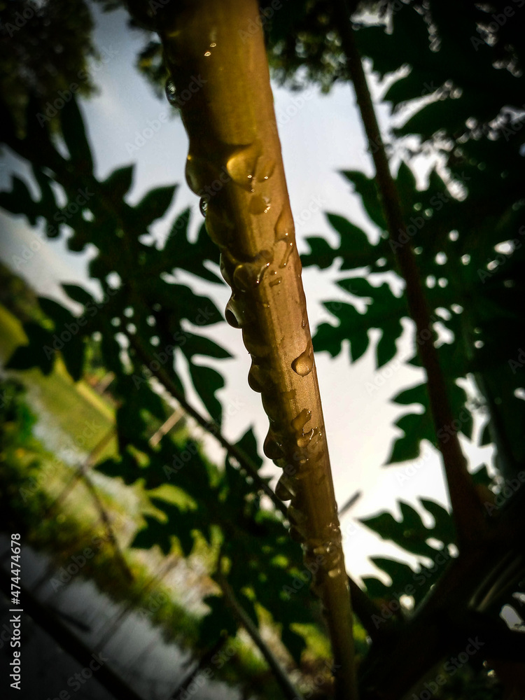 Fototapeta premium pine branches