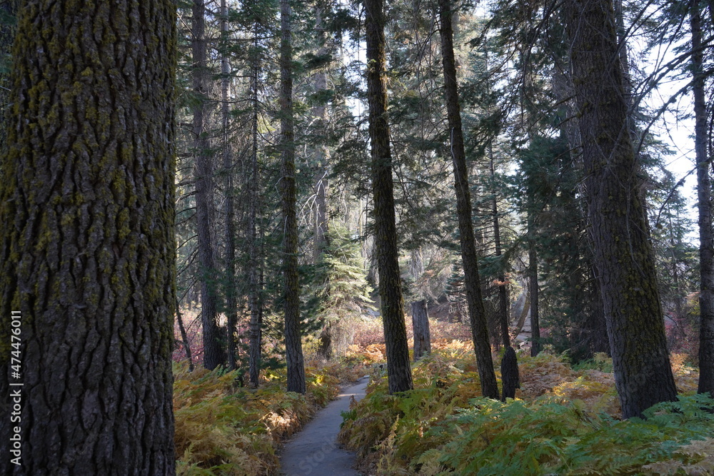 Fototapeta premium カリフォルニア州 セコイア国立公園 景色