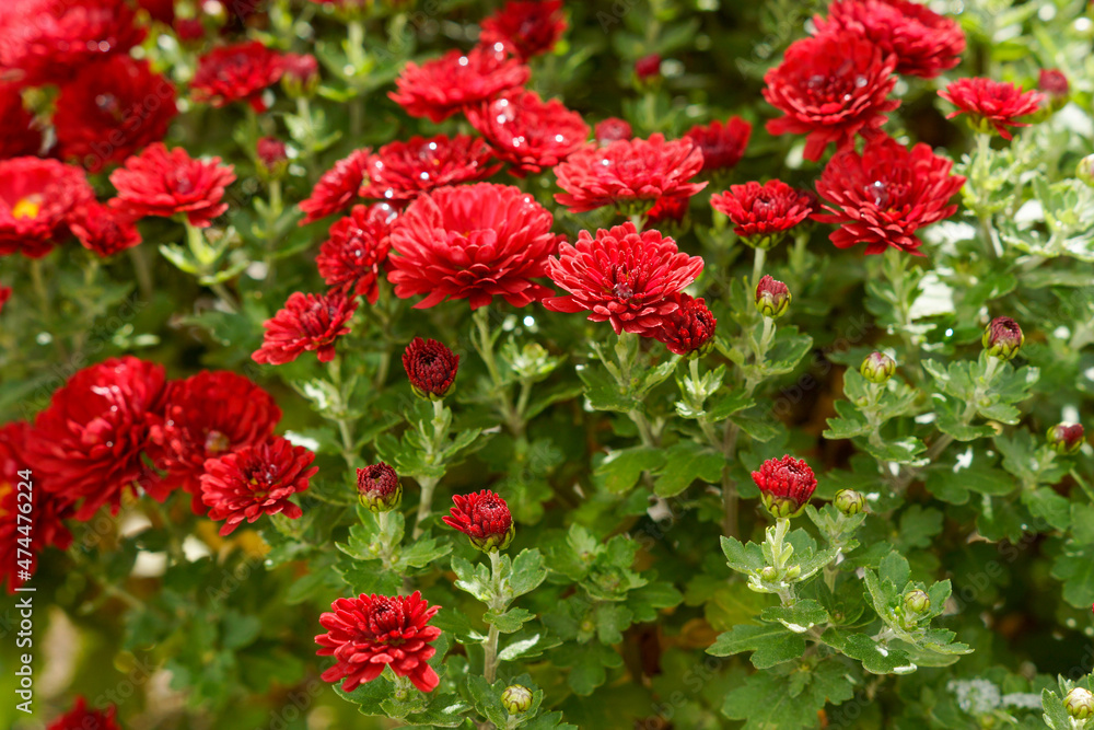 red and yellow flowers