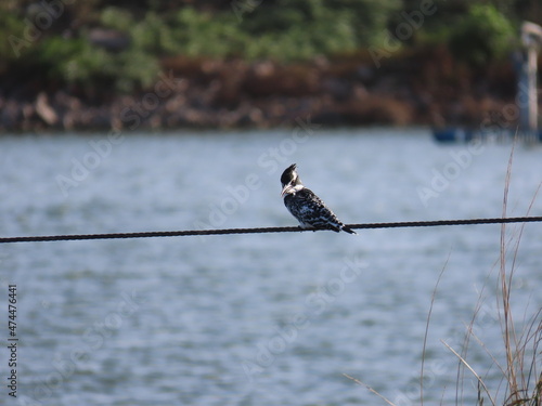 pied kingfisher
