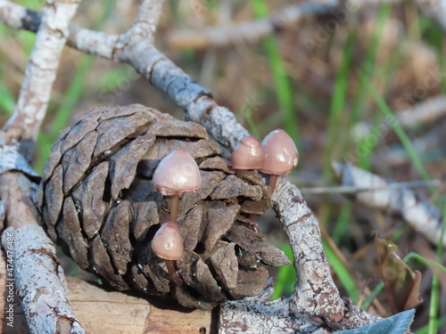 mushrooms on a pinecon