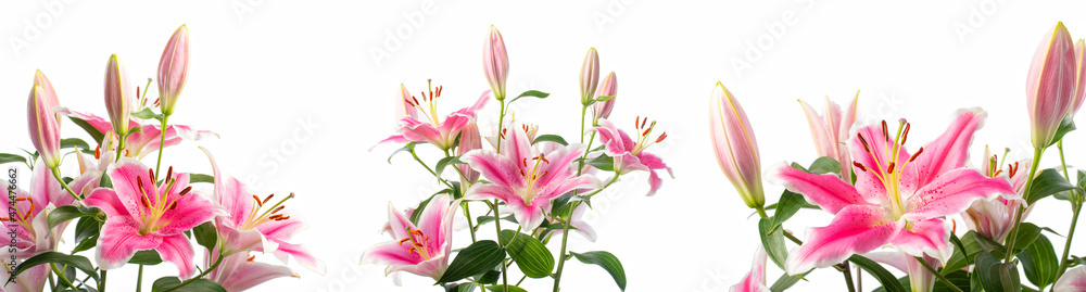 Close-up of flowers of a bouquet of blooming pink lilies in different angles in soft light on a white background. Lily variety - Pink Brilliant