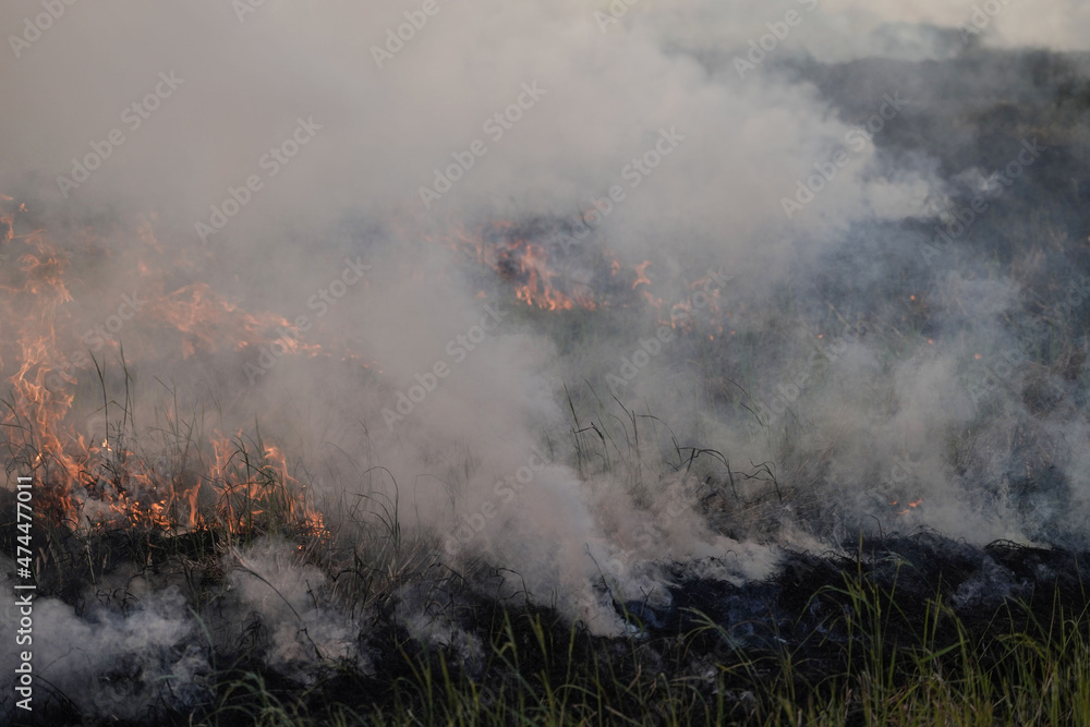 Farmers burn dry rice straw in dried fields