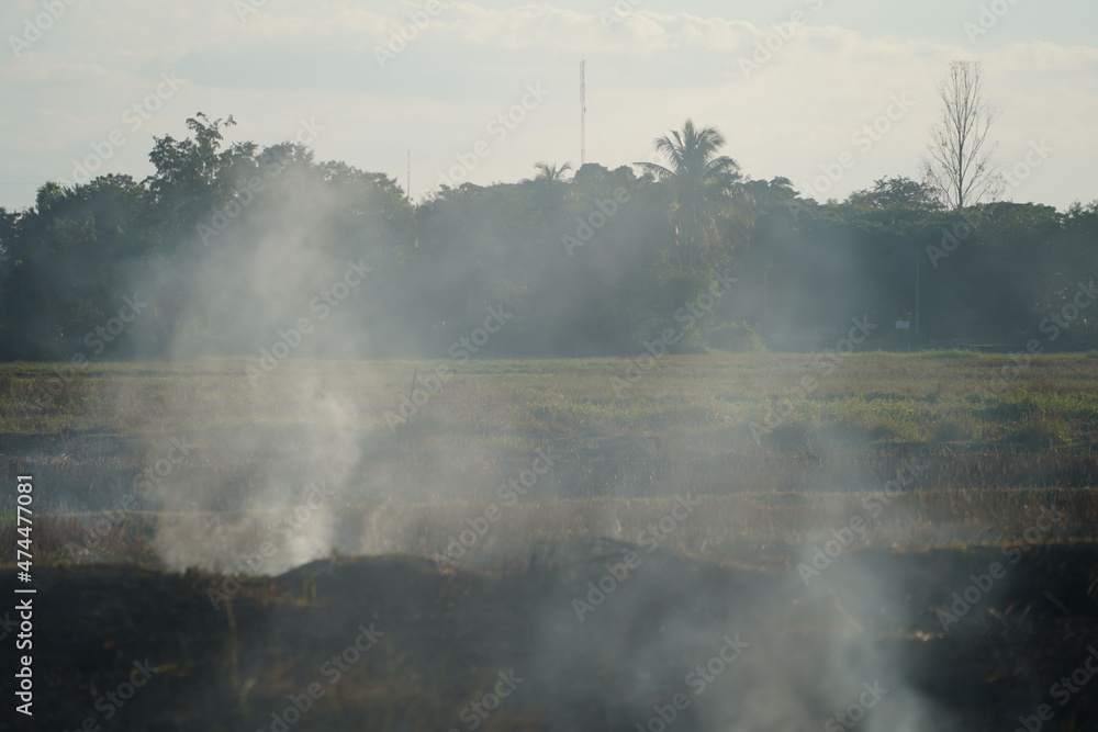 Fototapeta premium Farmers burn dry rice straw in dried fields