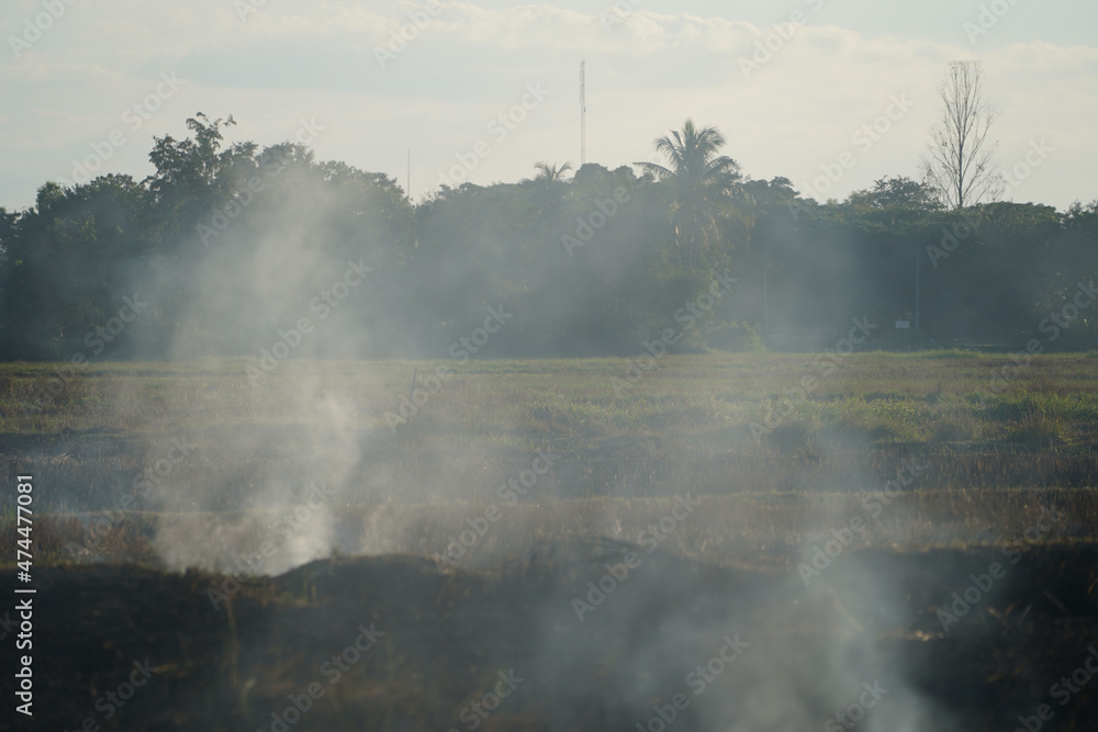 Farmers burn dry rice straw in dried fields