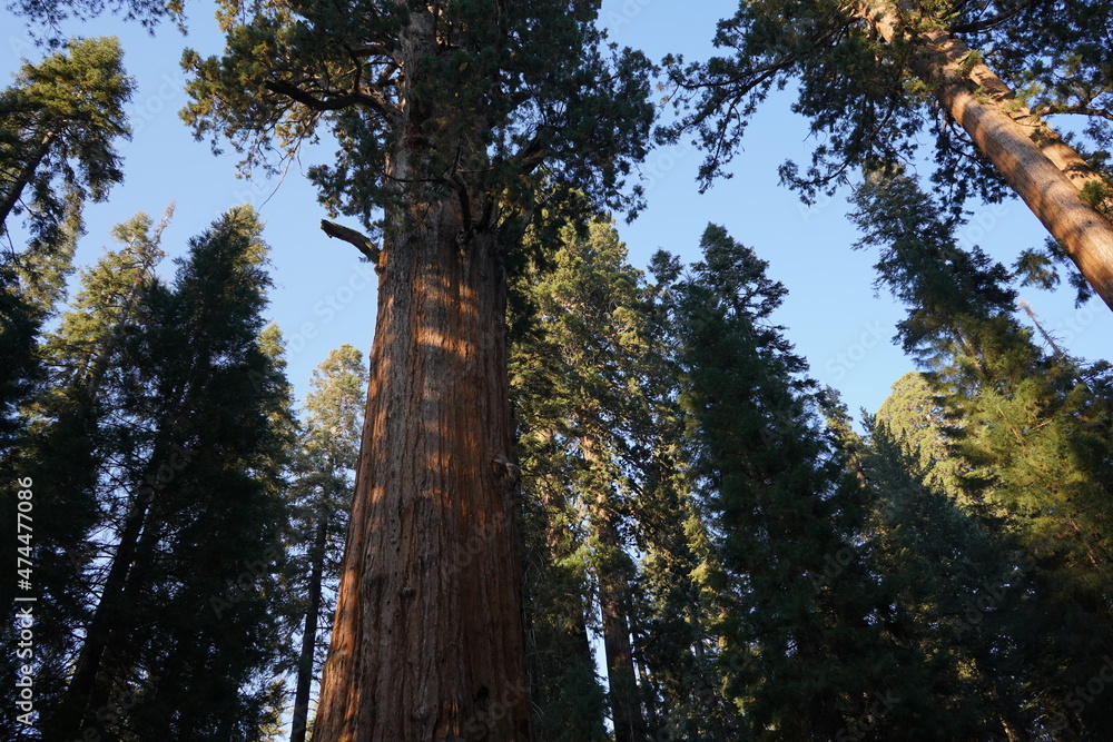 Fototapeta premium カリフォルニア州 セコイア国立公園 景色