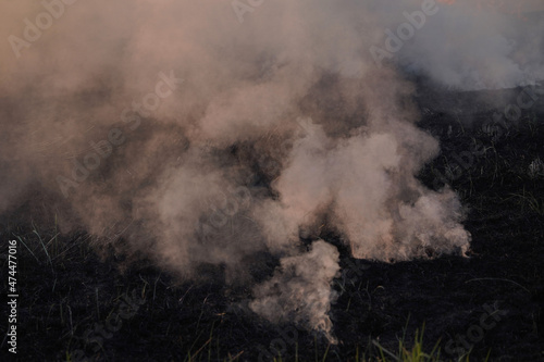 Farmers burn dry rice straw in dried fields