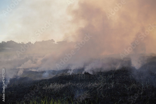 Farmers burn dry rice straw in dried fields