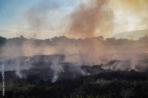 Farmers burn dry rice straw in dried fields