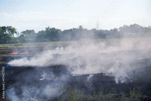 Farmers burn dry rice straw in dried fields