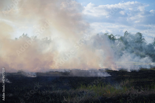 Farmers burn dry rice straw in dried fields