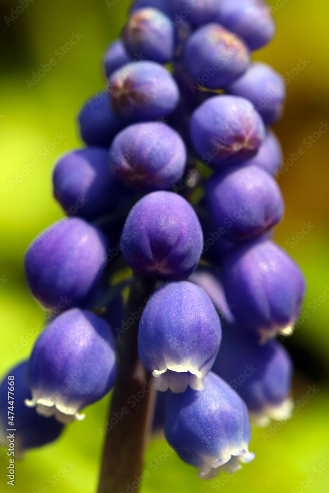 Close up macro photo of purple vine looking Muscari flowerhead. Close up macro photo of purple vine looking Muscari flowerhead.