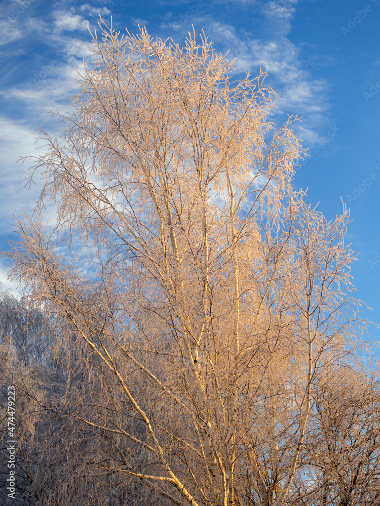 birch trees in frost against the sky birch trees in frost against the sky