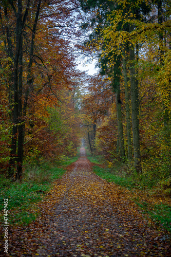 Wald im Herbst © hopfi23