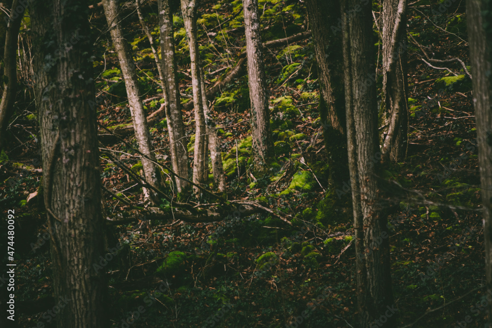 Horizontal woodland shot showing trees and moss Horizontal woodland shot showing trees and moss