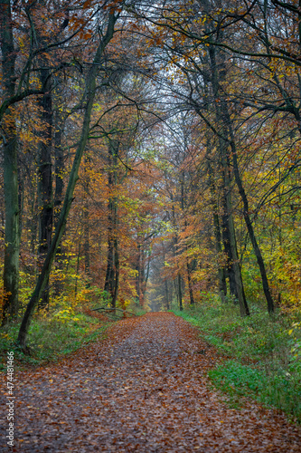 Wald im Herbst © hopfi23