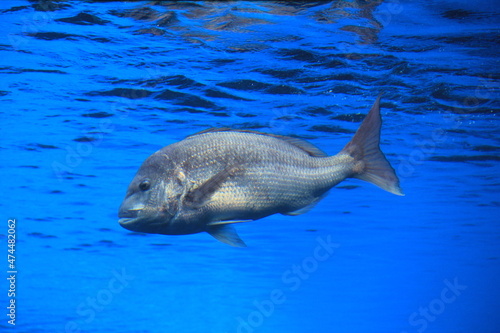 泳いでいる「タイ」