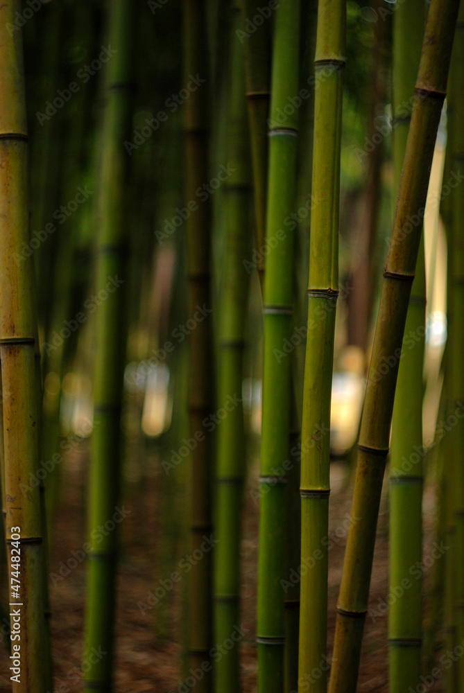 green bamboo forest green bamboo forest