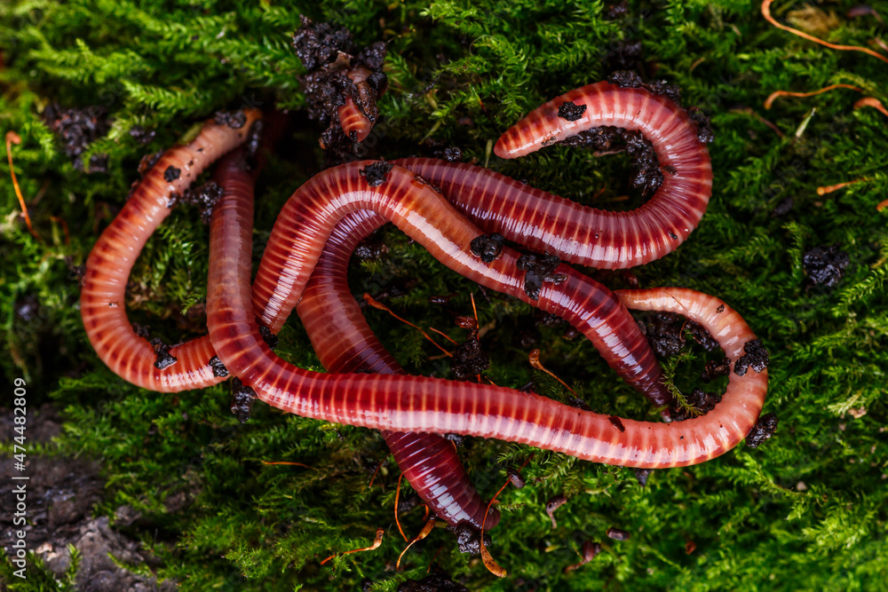 Fototapeta premium Many living earthworms for fishing in the soil, background