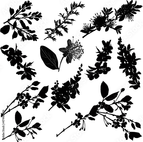 eleven blossoming tree branches silhouettes on white