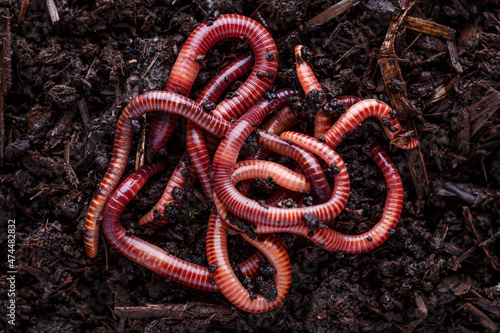 Many living earthworms for fishing in the soil, background photo