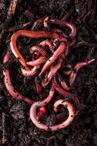 Many living earthworms for fishing in the soil, background © bukhta79