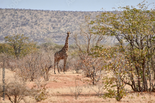 One Angolan giraffe  Giraffa camelopardalis angolensis  in African landscape at Etosha national park  Namibia.