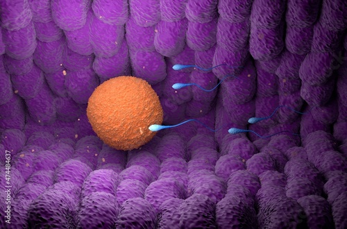 Sperm cells chasing human Ovum (egg) - isometric view 3d illustration photo