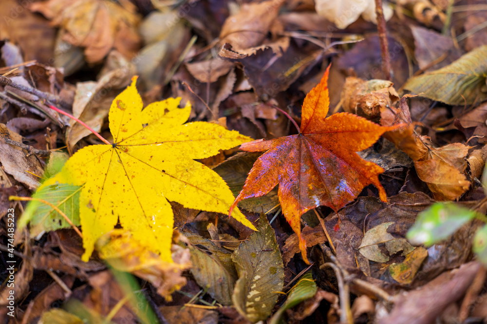 autumn leaves on the ground autumn leaves on the ground