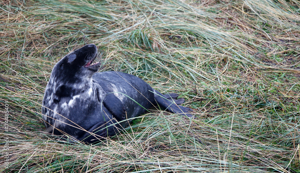 Atlantic grey seals on the beach Atlantic grey seals on the beach